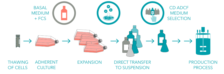The key to an easier scale-up: Suspension-adapted cells | Xell AG